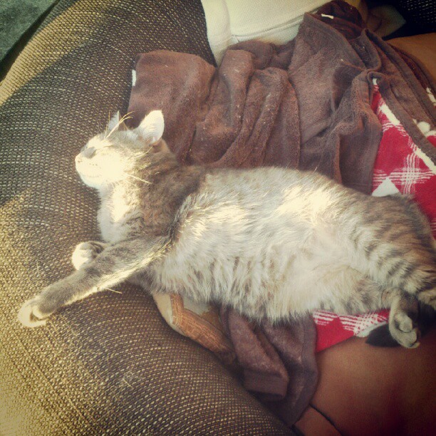 Ронни нежится в лучах заходящего солнца