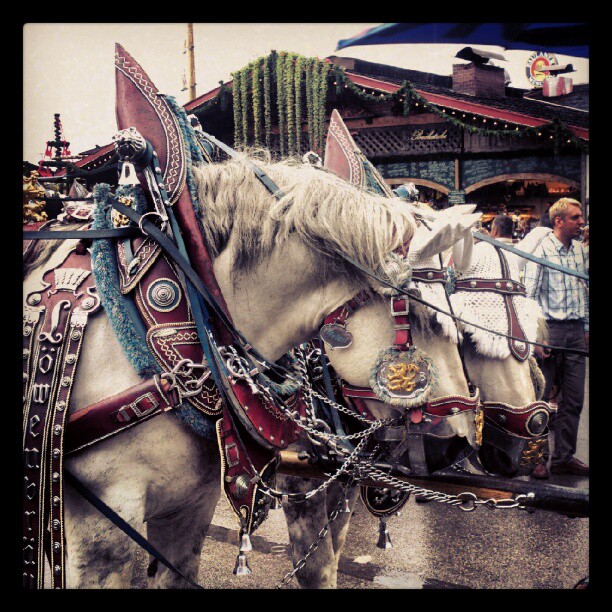 Лошади на Октоберфесте
