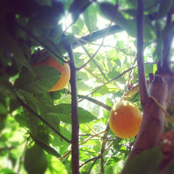 Апельсины на Кипре. Сентябрь.