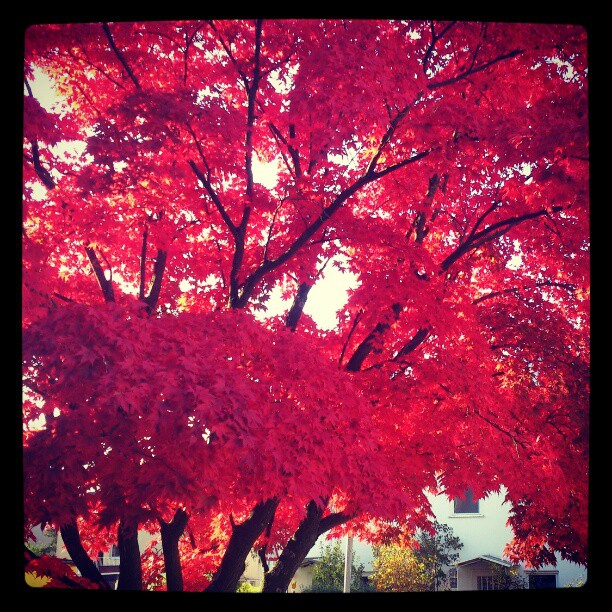 Уходящая осень