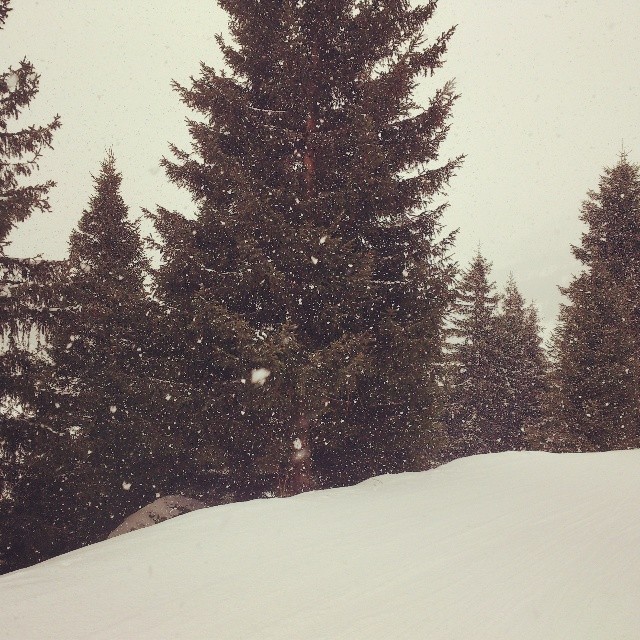 Ёлки + снег + лыжи = чистое удовольствие