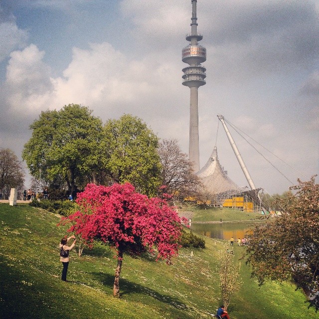 Люблю эти деревья