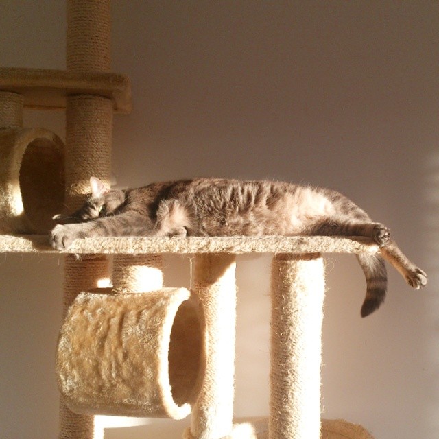 Ронни нежится в лучах заходящего солнца.