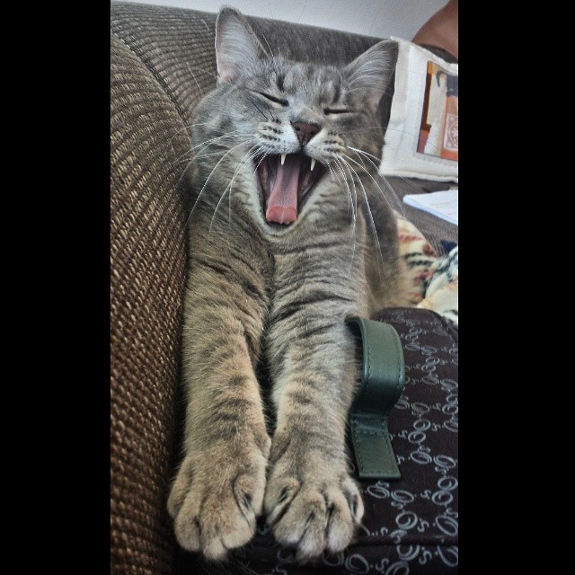 Ronnie. Photo by @esterkreed