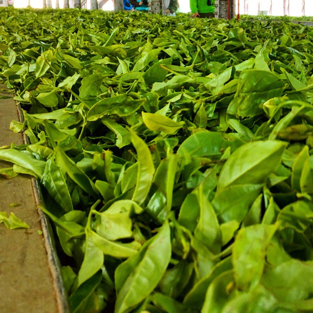 А так чай высушивают огромными вентиляторами. А какой там запах! Я был готов там остаться и вдыхать его. And this is how tea is withering with help of huge fans. You need to smell this—it's awesome.