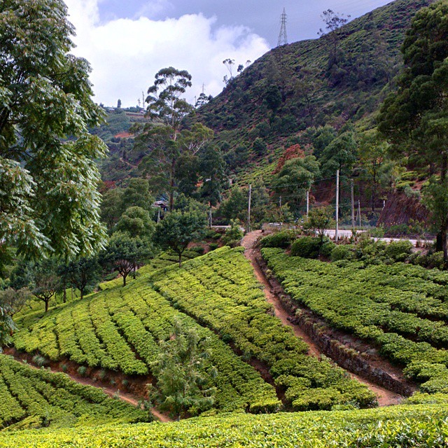 Так растёт тот самый цейлонский чай. This is how Ceylon tea grows.
