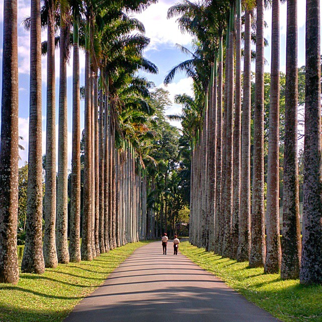 Ботанический сад в Peradeniya (5 км от Kandy) — тихое, спокойное место, очень сильно контрастирующее с окружающей его громкой и суетливой Шри-Ланкой.