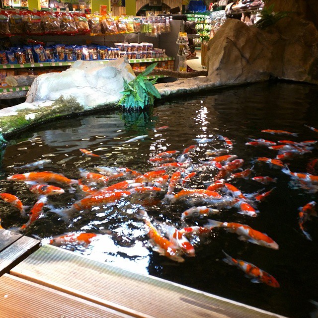 А рядом аквариум с пираньями.