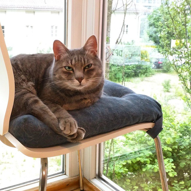 Любимое наблюдательное место кота