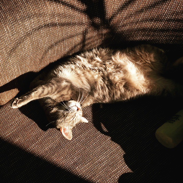 Этот кот утренний #ronnietheonlycat