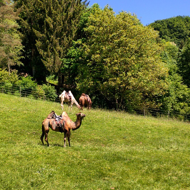 На лугу пасутся ко... Правильно, верблюды!