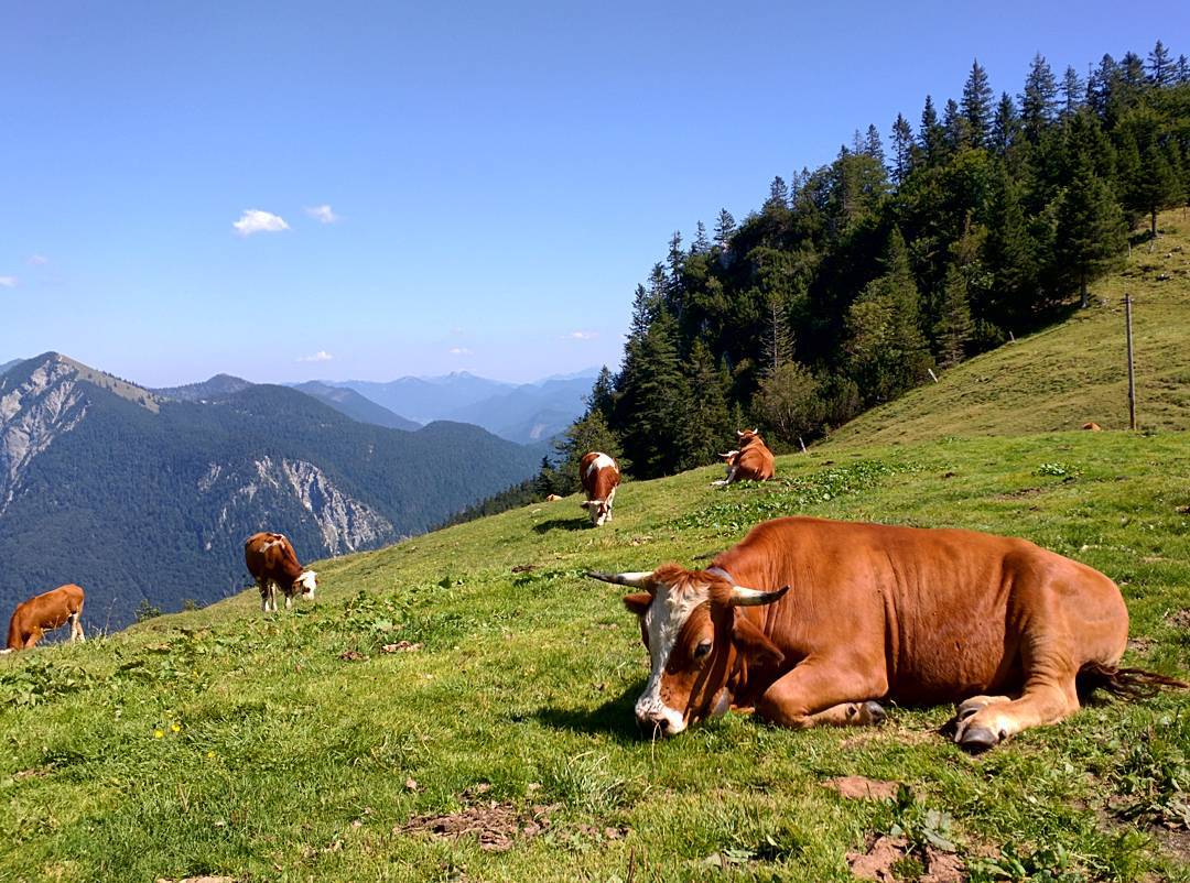 Alpine bulls