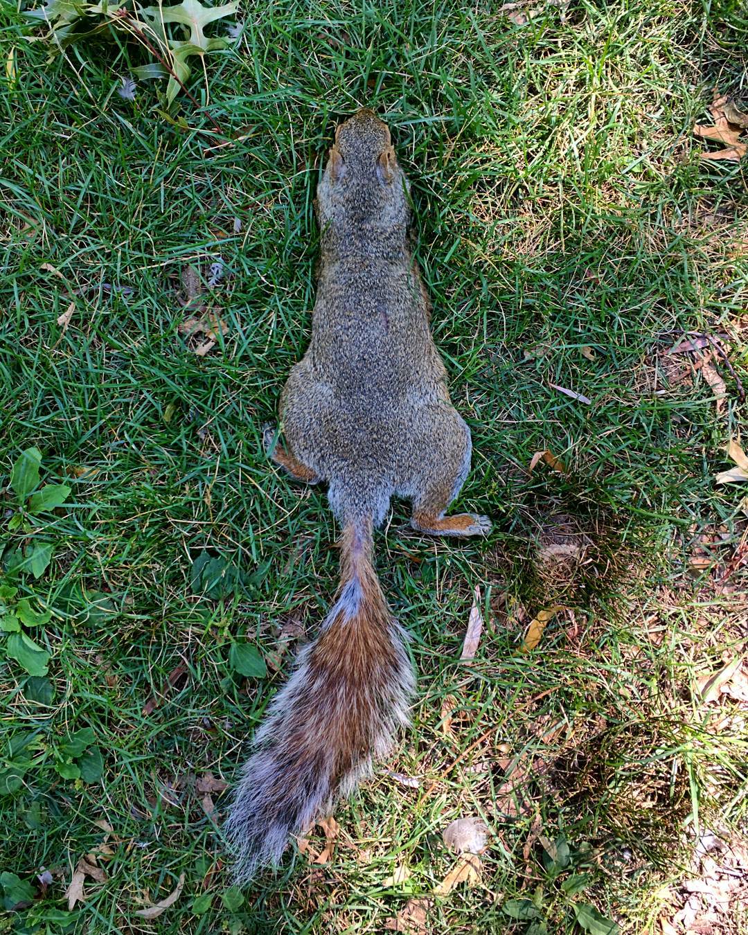Feeding lazy squirrel in Boston Public Garden.