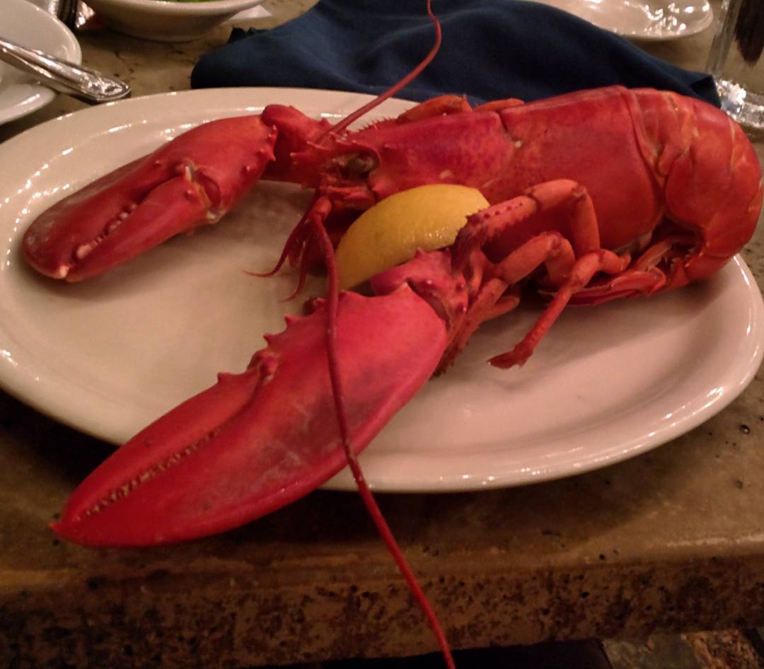 Instagram was originally invented for pictures of food, right? Eating lobster in Acadia National Park.