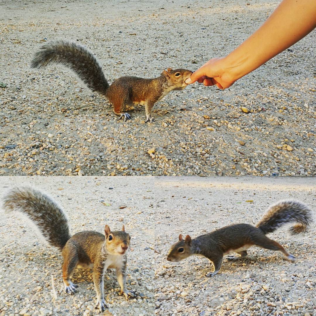 Anna fed squirrels everywhere she met them.