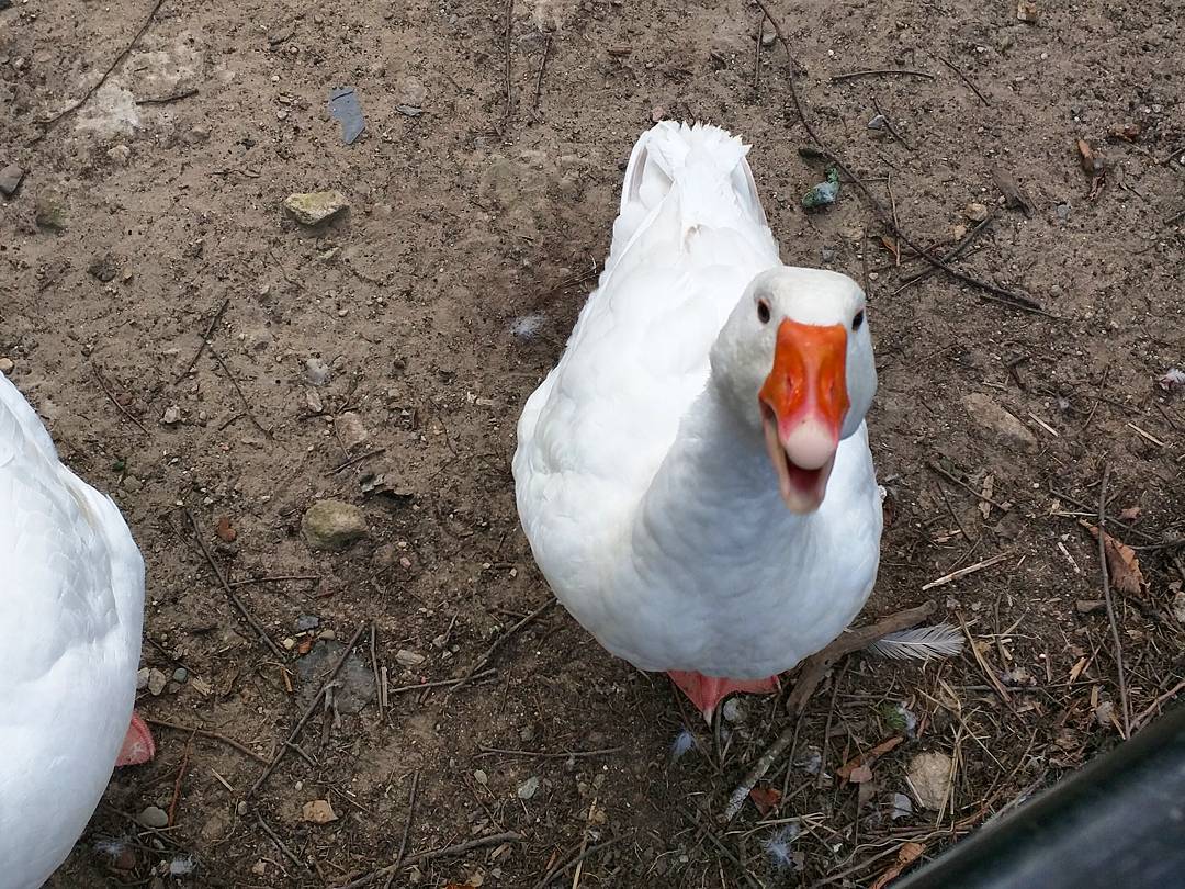 Есть чо? #lategram