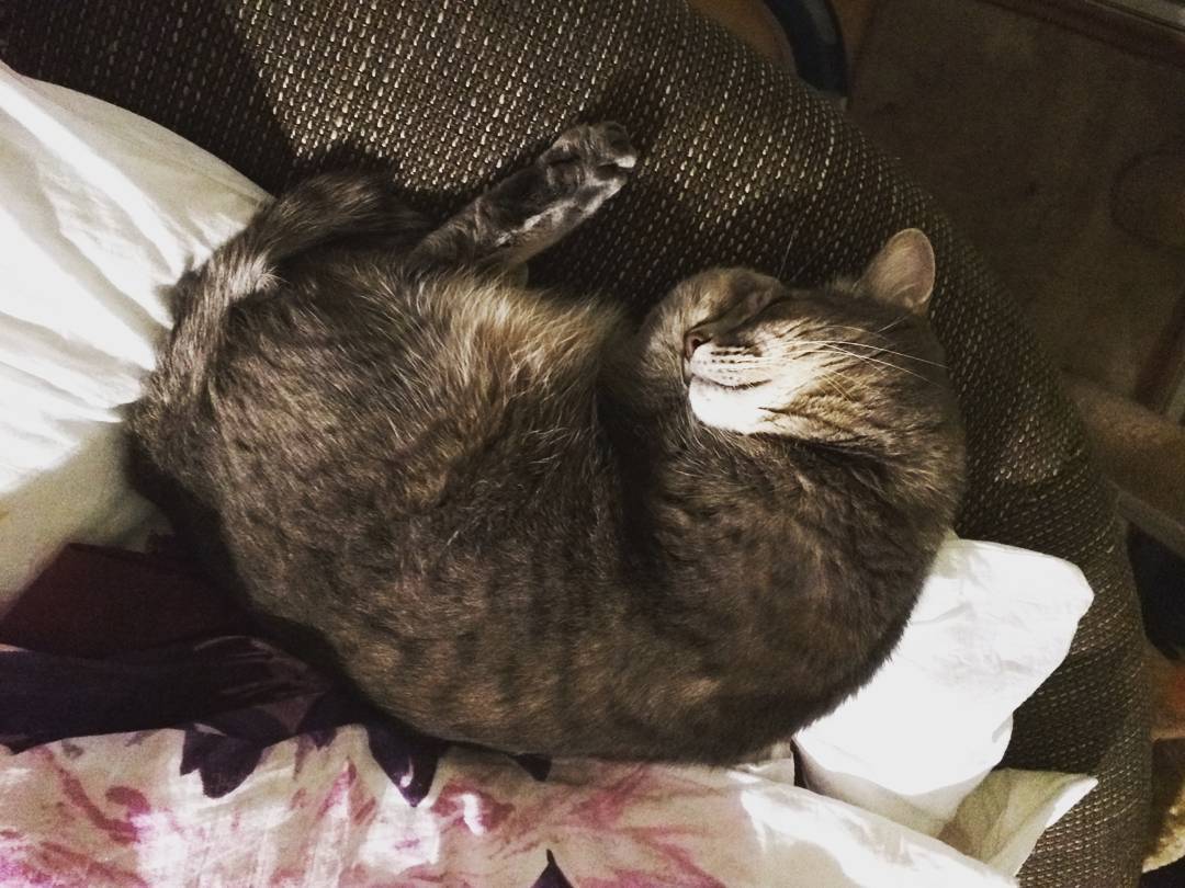 12. Home is where your cat is. #30daysofseptember16 #ronnietheonlycat