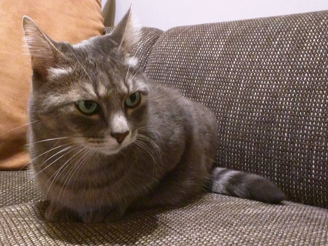 23. Who have asked for more cats here? I have one for you! These days he prefers my seat on our couch. #30daysofseptember16