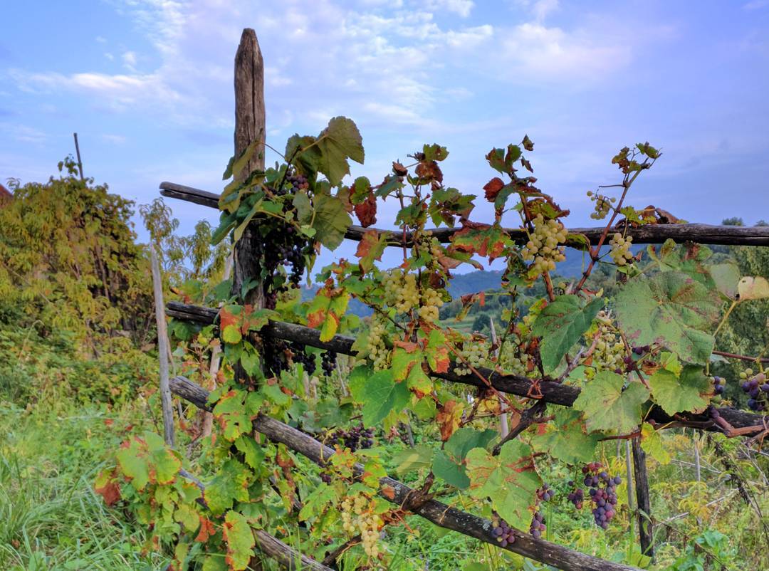 10. Fence with wine grapes in a Croatian village somewhere in nowhere. #30daysofseptember16