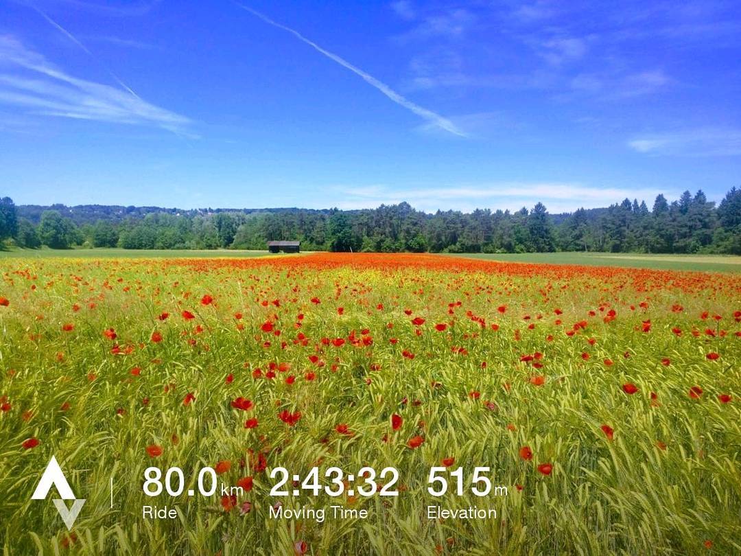 Poppy fields are beautiful.